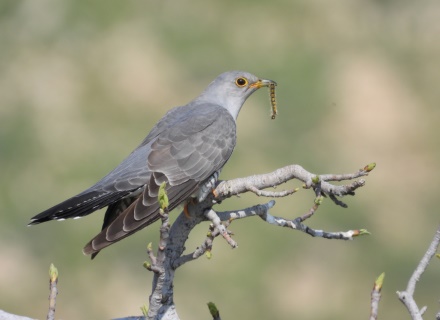 קוקייה אירופית. צילום: יותם בשן. מתוך מאגר ציפורי ישראל